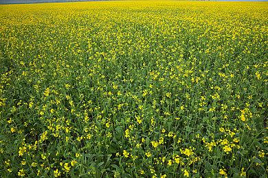 《无人深空》还未完结 开发团队还想添加更多内容